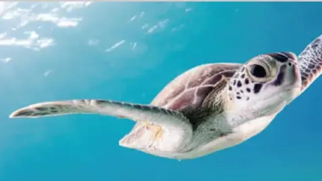 ウミガメと一緒に泳ぐダイバー